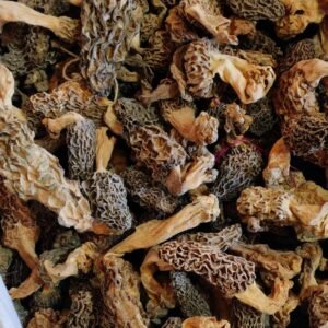 morel mushrooms