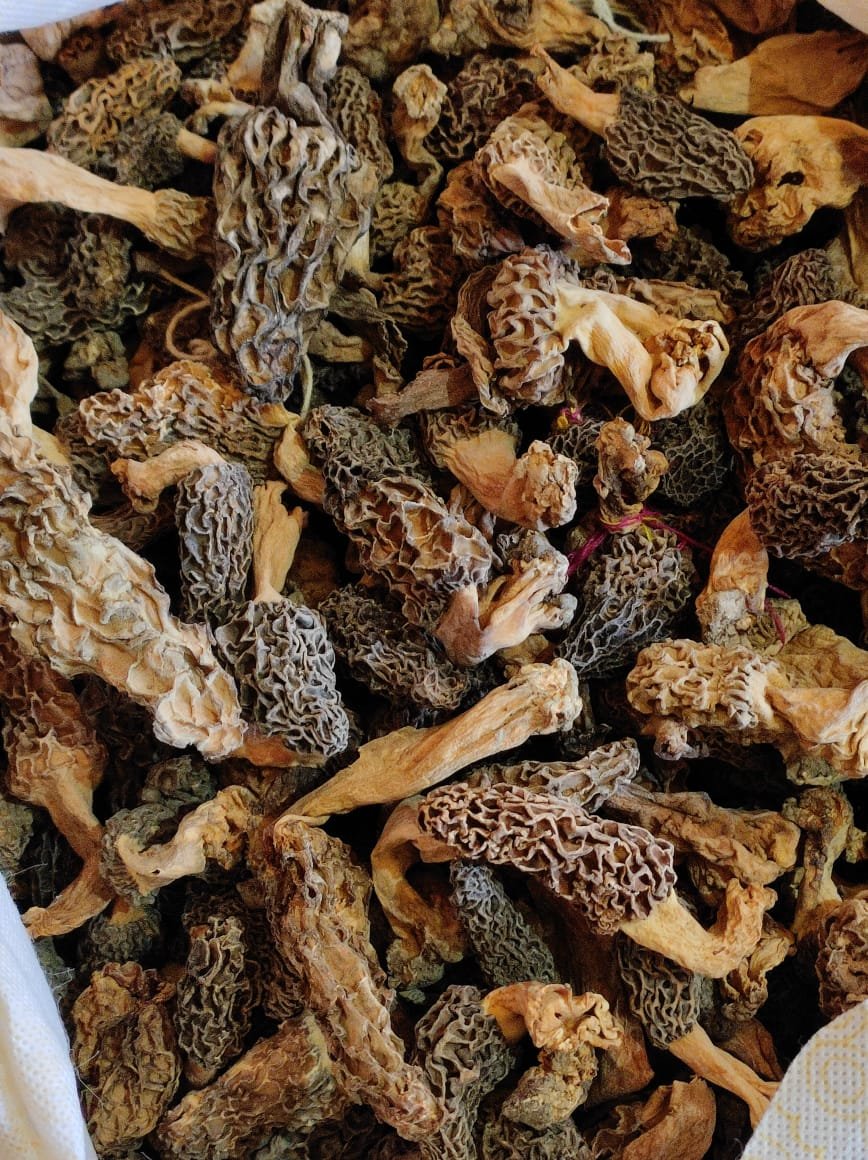 morel mushrooms morel mushrooms